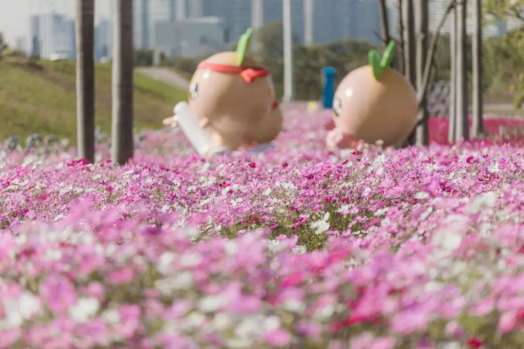 免费赏！在佛山三龙湾，遇见冬日限定浪漫花海~