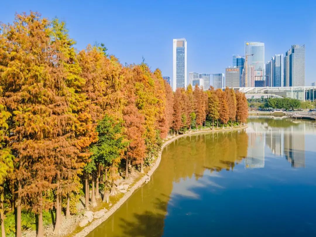 杉树红了，比繁花更美！来佛山三龙湾邂逅冬日浪漫