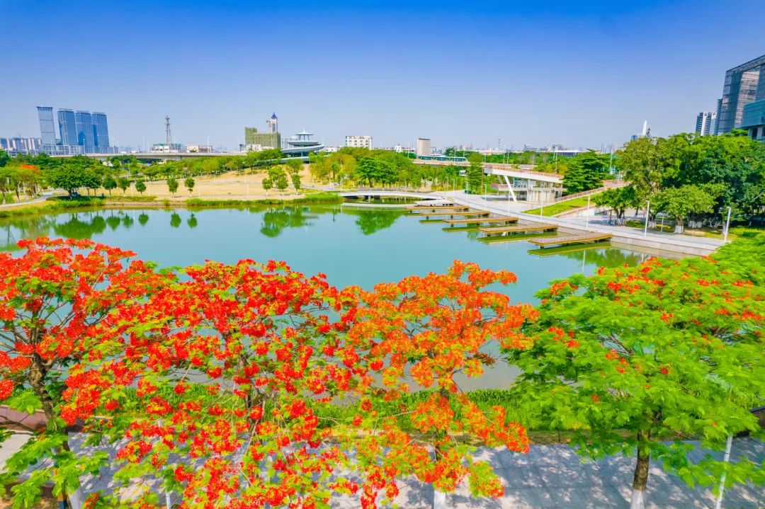 凤凰花开，来佛山三龙湾惊艳一“夏”🤩
