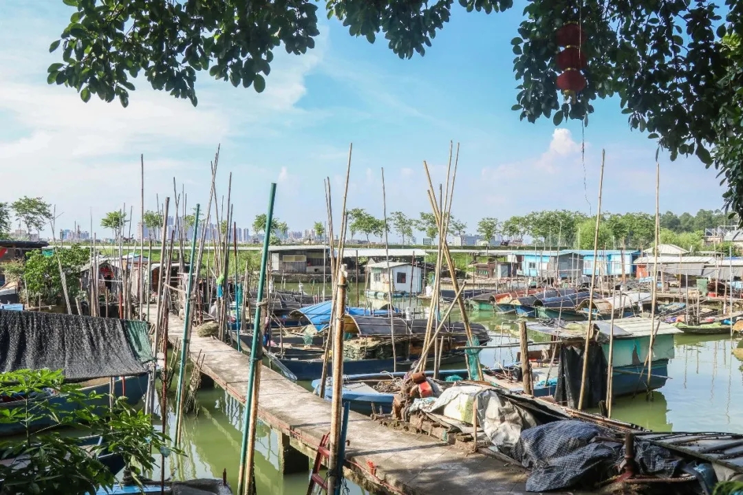 这里独特的 "疍家风光",也成为了桂城一道特别的风景线,吸引了广佛