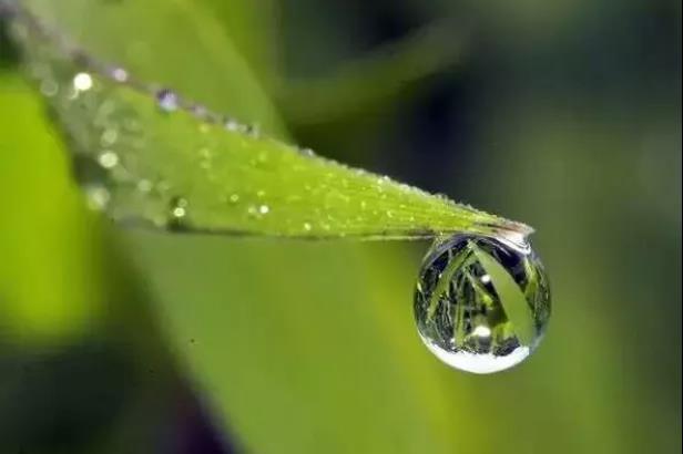 今日雨水|甘露润桂城,"生机年"开启!
